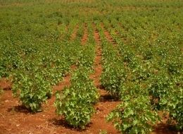 ETC Green Jatropha Orchard in Southern Nevada - 3 months after planting