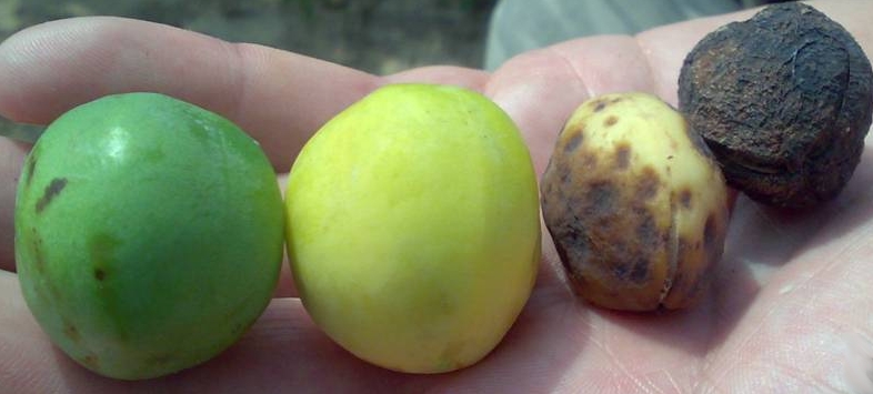 jatropha fruit