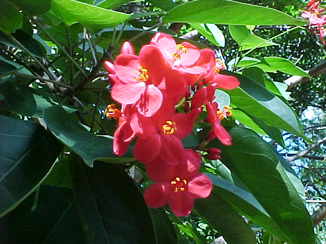 Jatropha bloom